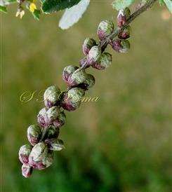  Legumes